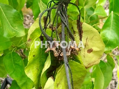 Fuego bacteriano 